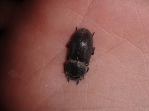 Réf. 200 583 : Dorcus parallelipipedus